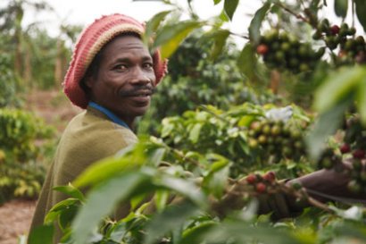 Farmers like the one pictured here benefit from Fairtrade's efforts (Photograph by Natalie Bertrams)